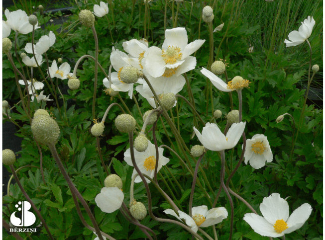 Anemone sylvestris   'Madonna'